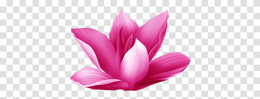 Freetoedit Sacred Lotus, Petal, Flower, Plant, Blossom Transparent Png