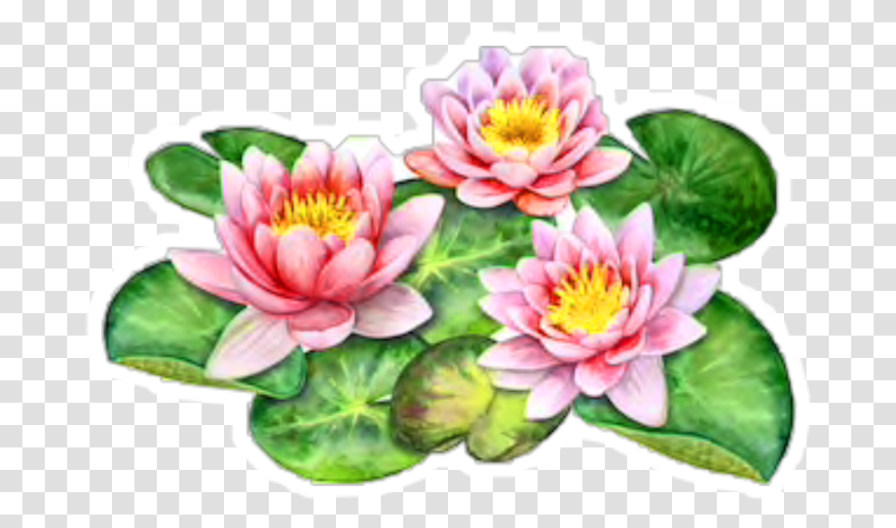 Freetoedit Sacred Lotus, Plant, Flower, Blossom, Lily Transparent Png
