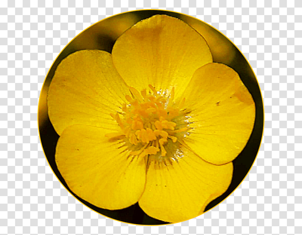 Freetoedit Scyellow Yellow Flower Buttercup Buttercup, Plant, Pollen, Blossom, Geranium Transparent Png