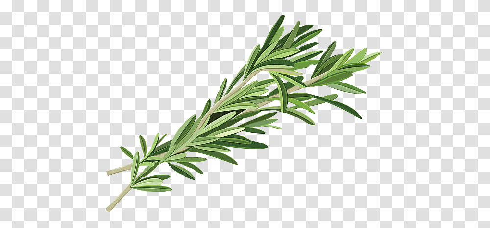 Freetoedit Sticker Rosemary Herb Herbs Witch Greenwitch, Plant, Grass, Tree, Leaf Transparent Png