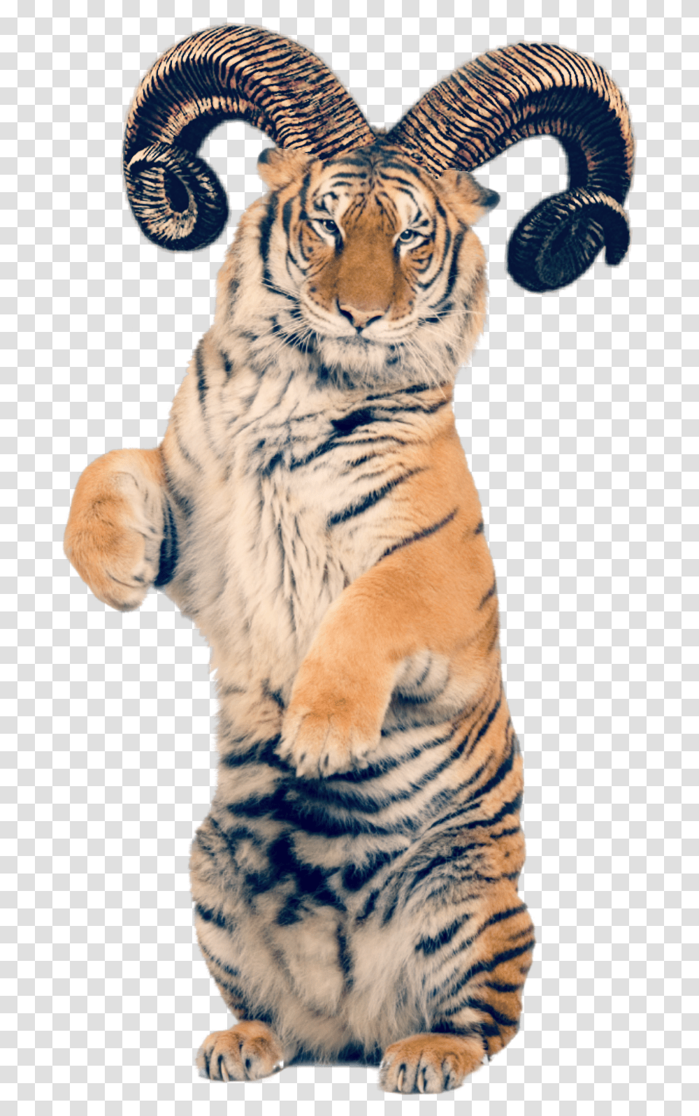 Freetoedit Tiger Sticker Horns Feline Quick Tiger Parts Of The Body, Wildlife, Mammal, Animal Transparent Png