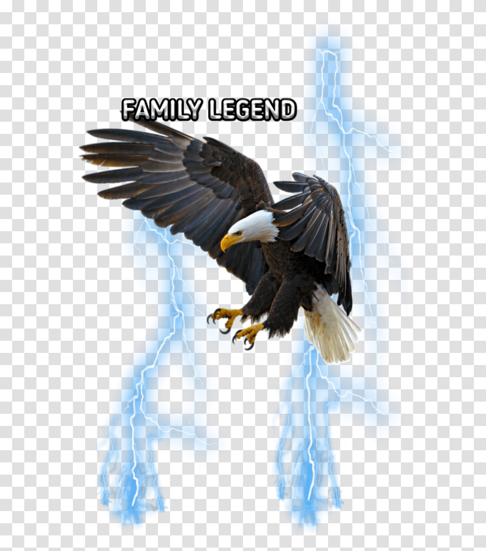 Freetoediteemput Eagle Lightning Blue 1080p Eagle Hd, Bird, Animal Transparent Png