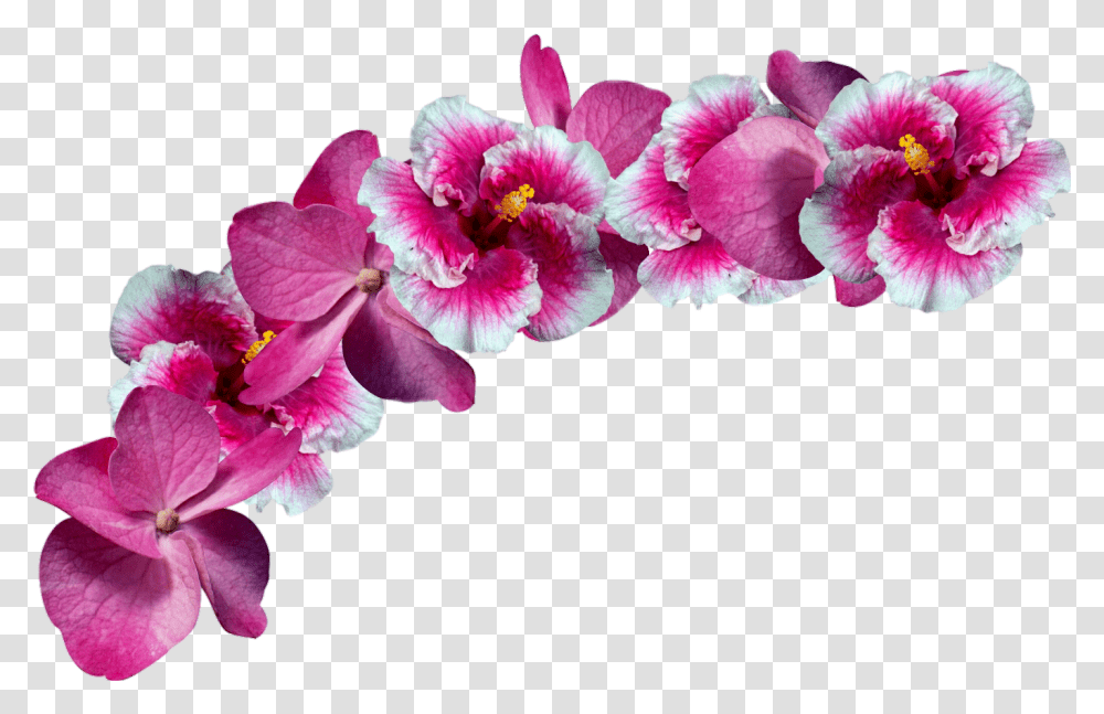 Freetoeditflowers Crown Remixit Pink Flower Crown, Plant, Geranium, Blossom, Petal Transparent Png