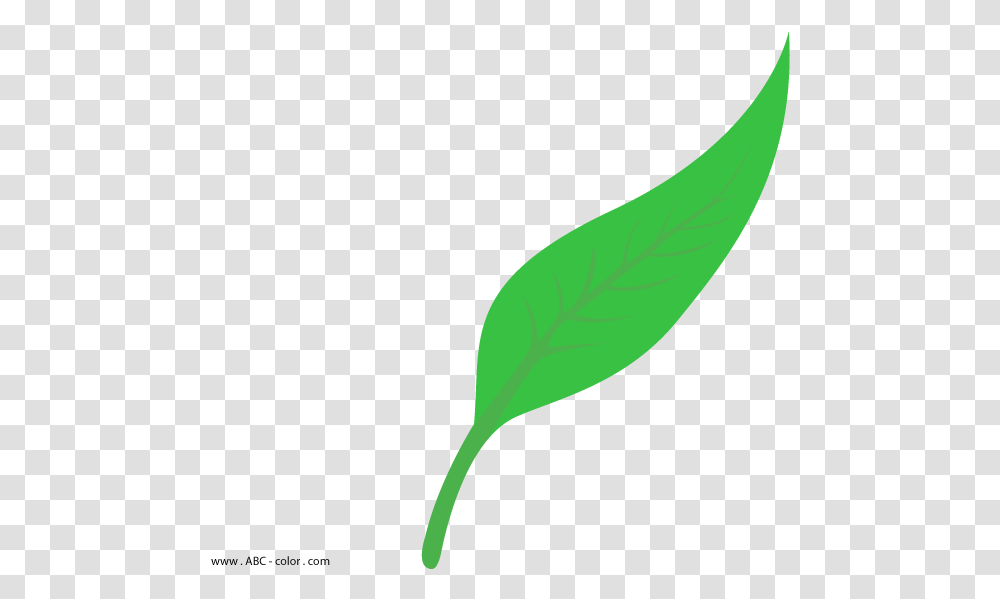 Freeuse Download Lanceolate Raster Leaf Shape Vector, Green, Plant, Flower, Vegetation Transparent Png