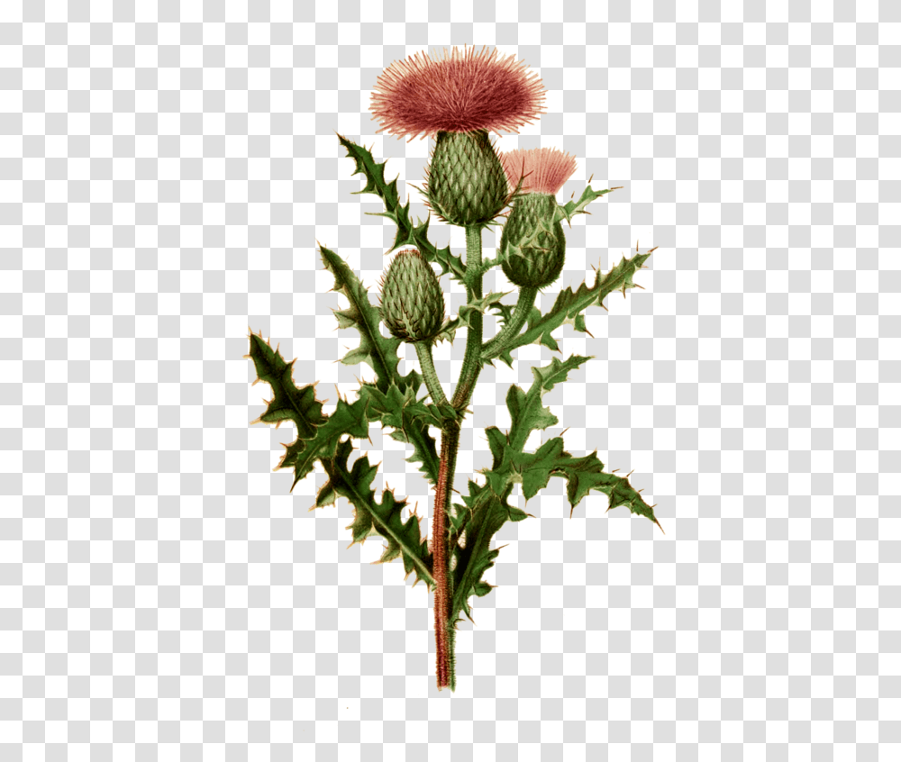 Freeuse Download Milk Thistle Botany Others Scottish Thistle Botanical Illustration, Plant, Flower, Blossom Transparent Png