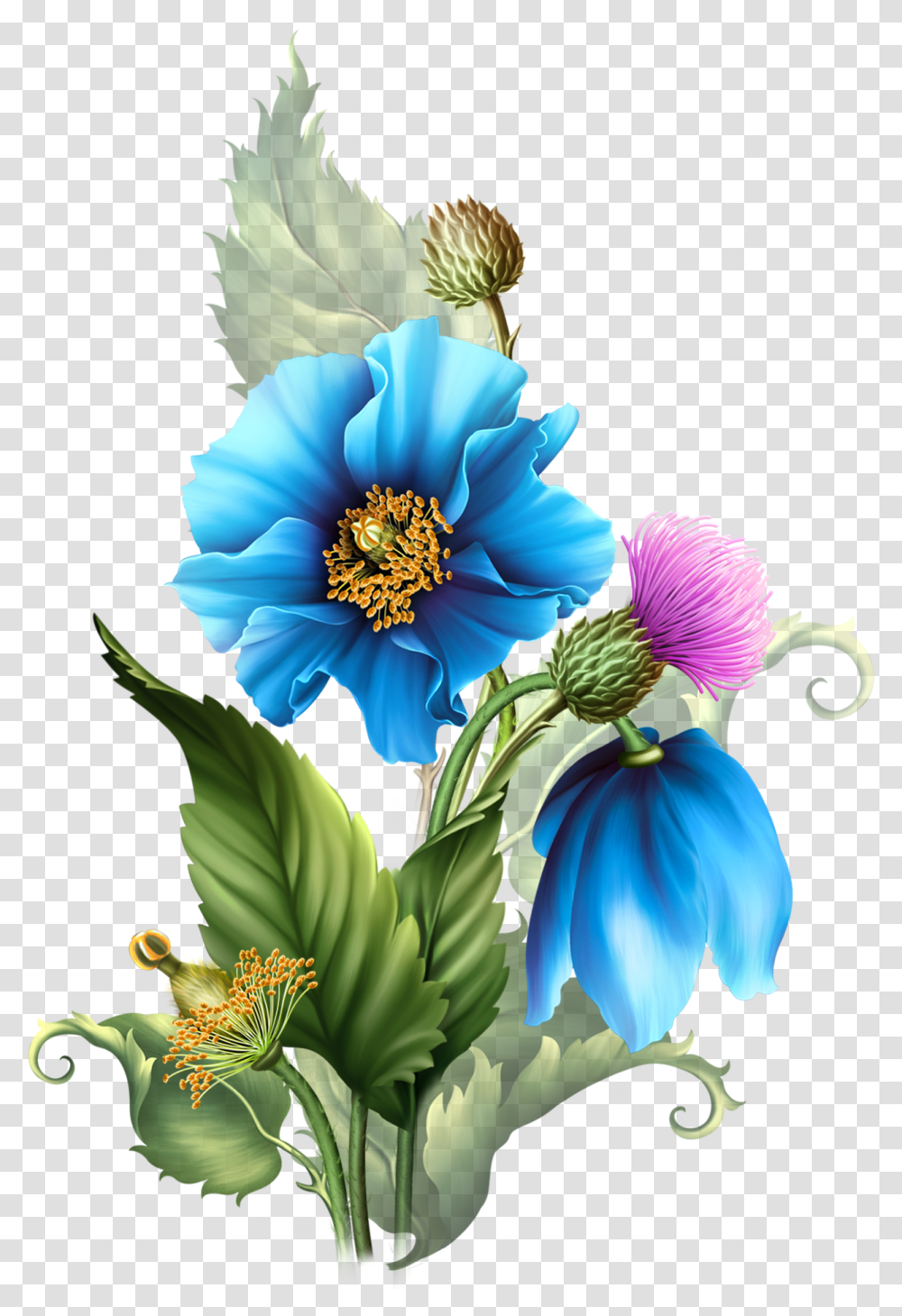 Freeuse Himalyan Poppies Moonbeam Centerblog, Plant, Graphics, Art, Flower Transparent Png
