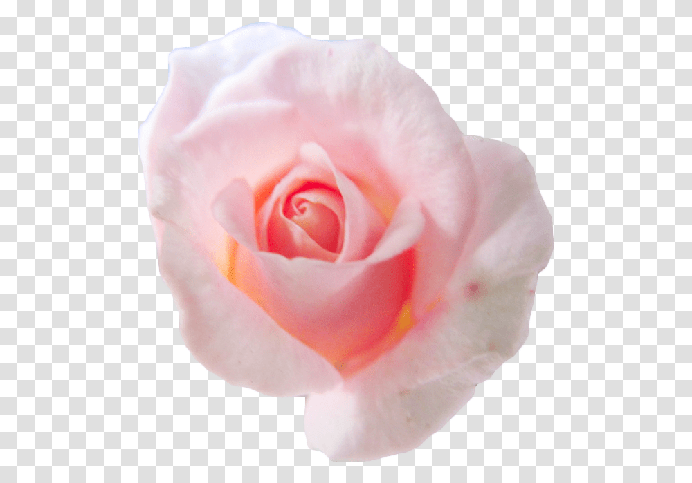 Freeuse Library Floribunda, Rose, Flower, Plant, Blossom Transparent Png