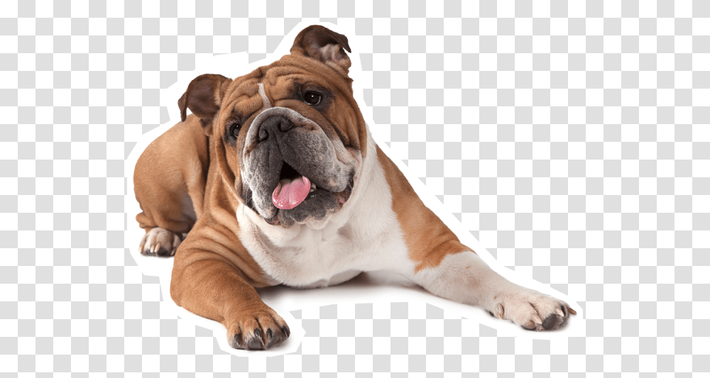 French Bulldog American Puppy English Bulldog, Pet, Canine, Animal, Mammal Transparent Png