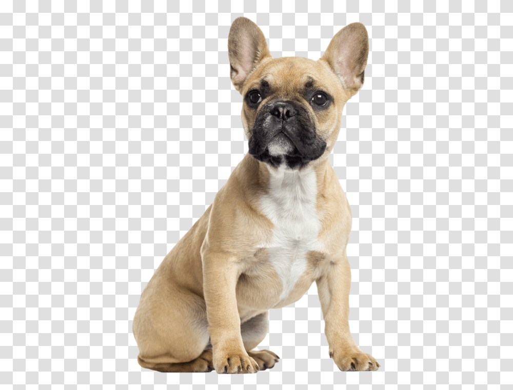 French Bulldog And Chihuahua Together French Bulldog, Pet, Canine, Animal, Mammal Transparent Png