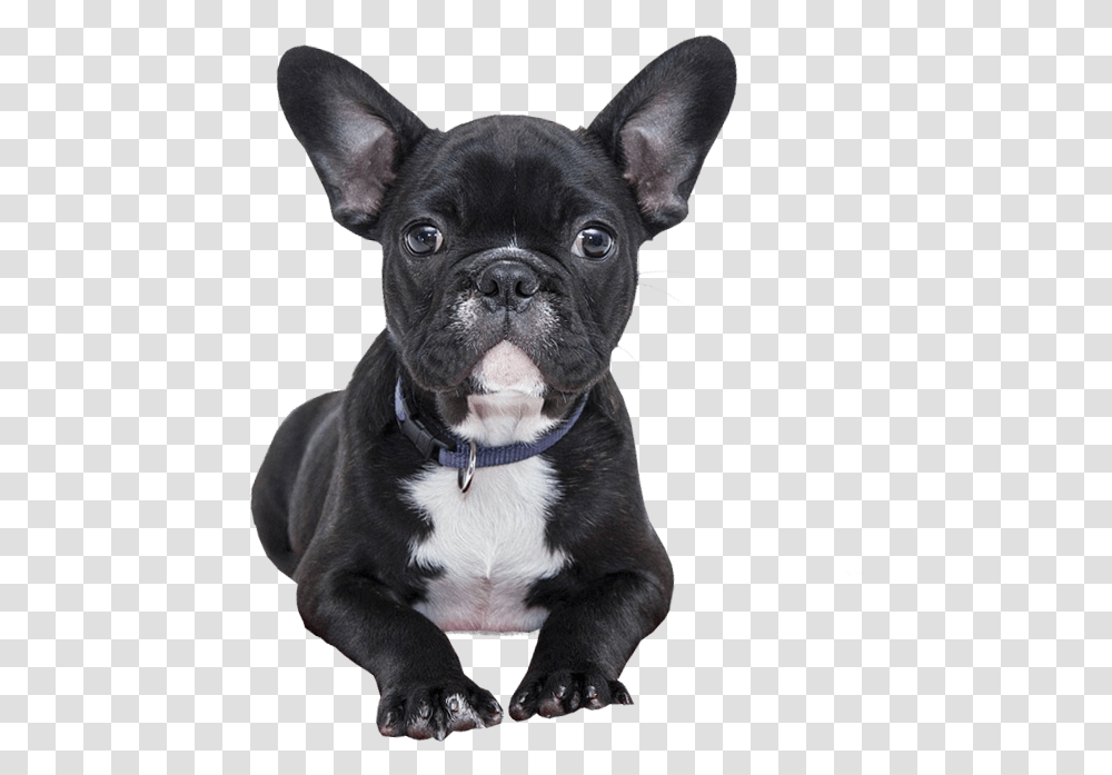 French Bulldog Background, Pet, Canine, Animal, Mammal Transparent Png
