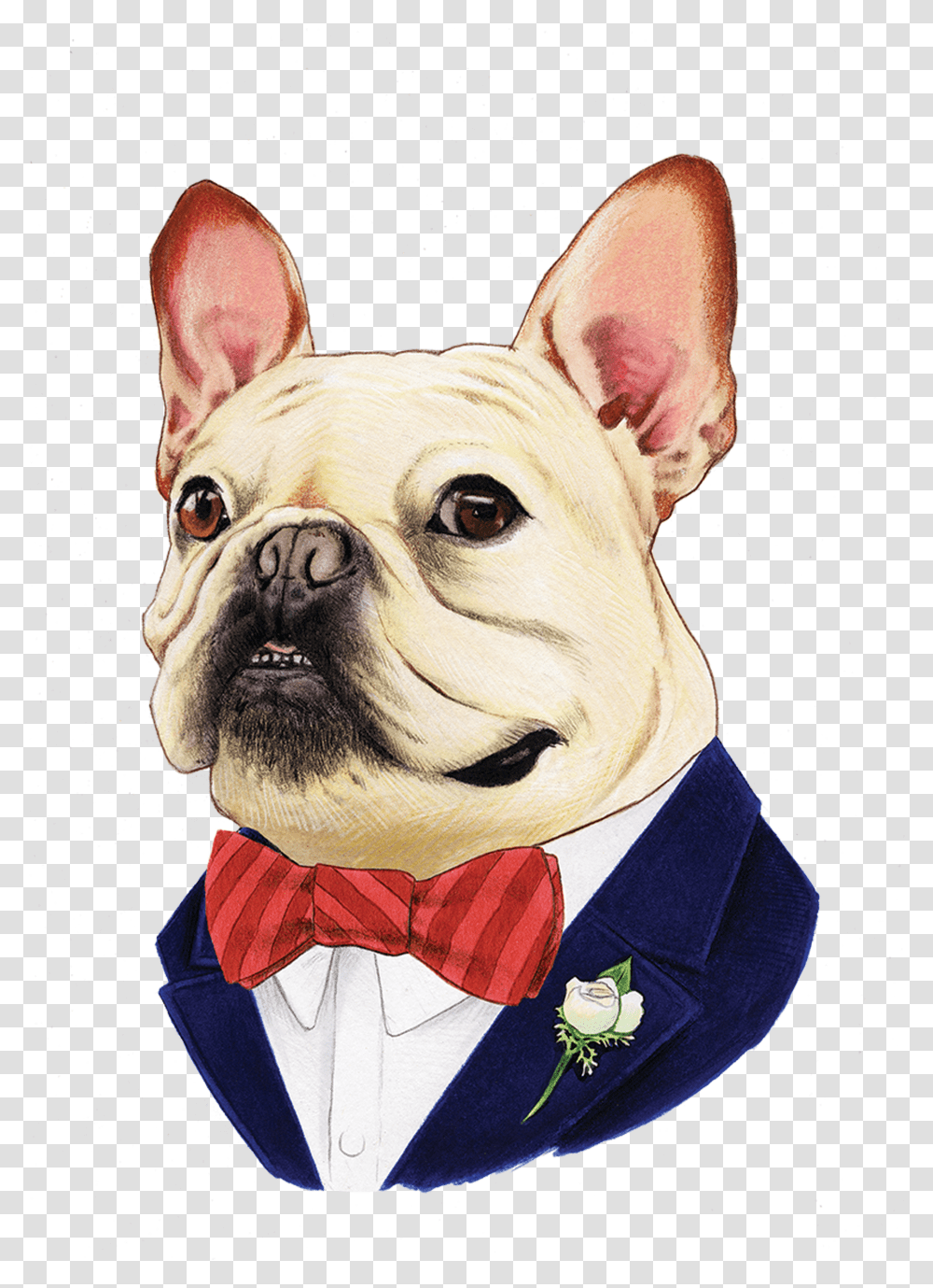 French Bulldog Berkley Illustration Transparent Png