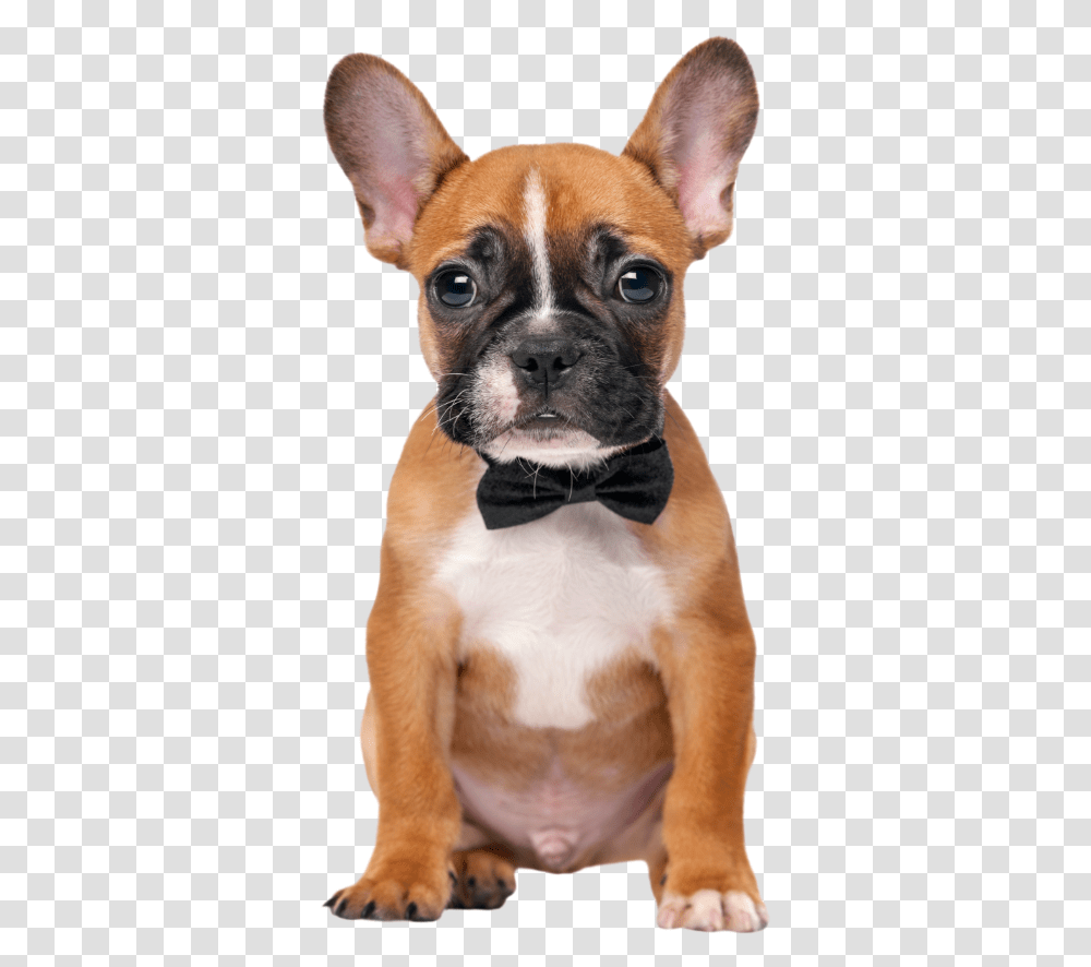 French Bulldog Boxer Puppy, Pet, Canine, Animal, Mammal Transparent Png