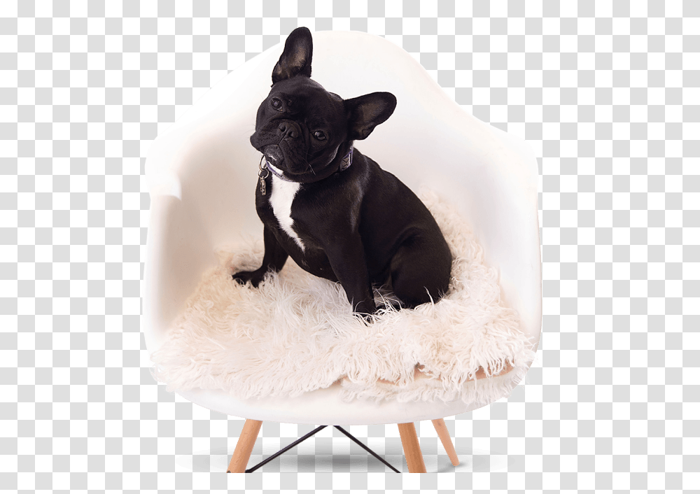 French Bulldog Breeder French Bulldog, Furniture, Pet, Canine, Animal Transparent Png