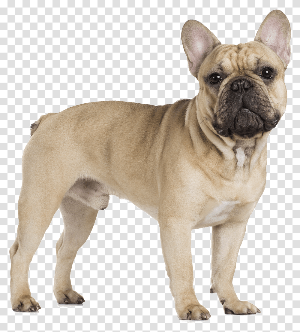 French Bulldog Cavalier King Charles French Bulldog, Pet, Canine, Animal, Mammal Transparent Png