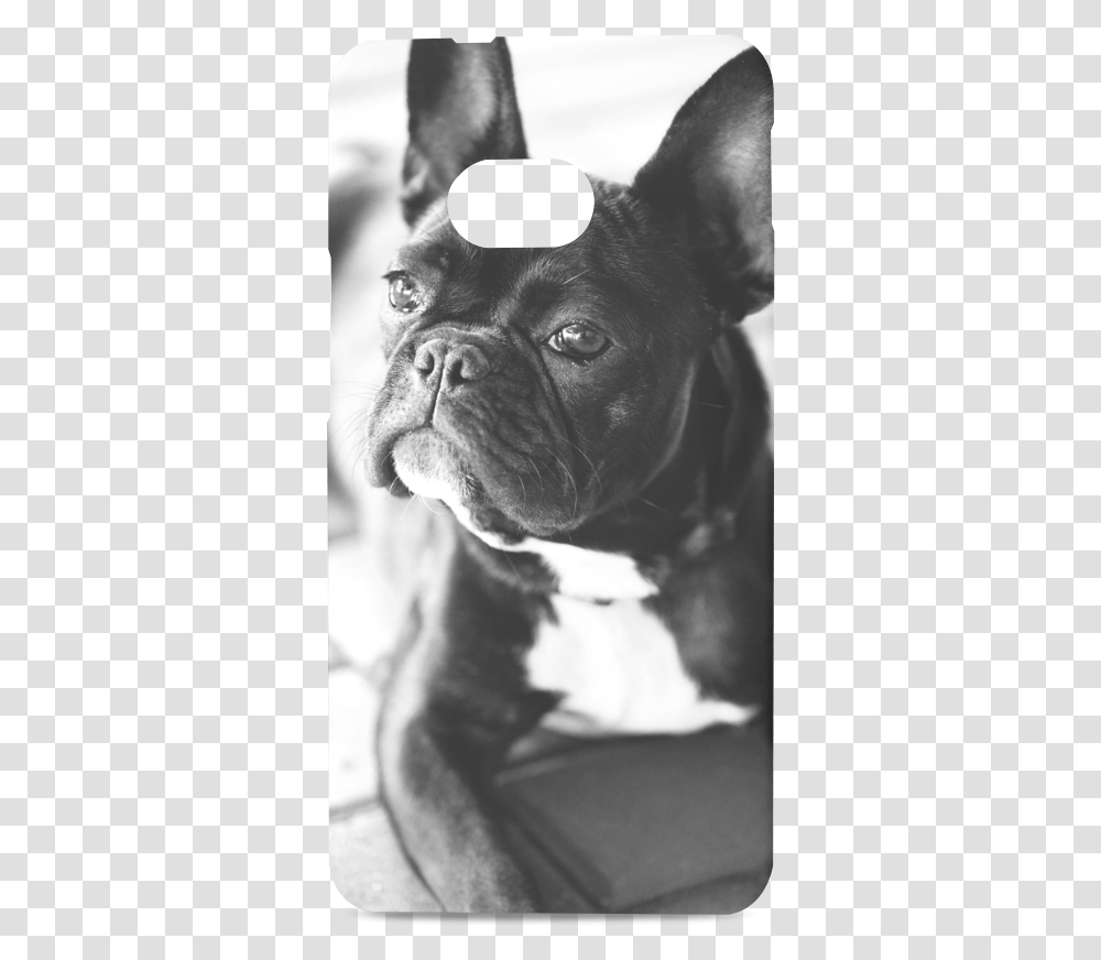 French Bulldog Hard Case For Htc One M7 3d French Bulldog Canvas Prints, Pet, Canine, Animal, Mammal Transparent Png