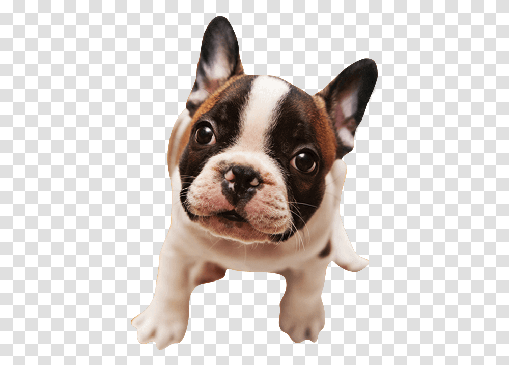 French Bulldog Imagem Cachorro, Pet, Canine, Animal, Mammal Transparent Png