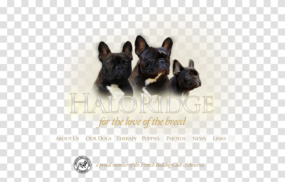 French Bulldog, Pet, Canine, Animal, Mammal Transparent Png