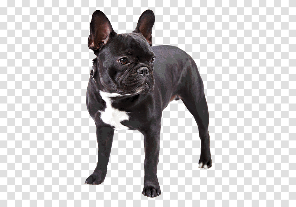 French Bulldog, Pet, Canine, Animal, Mammal Transparent Png