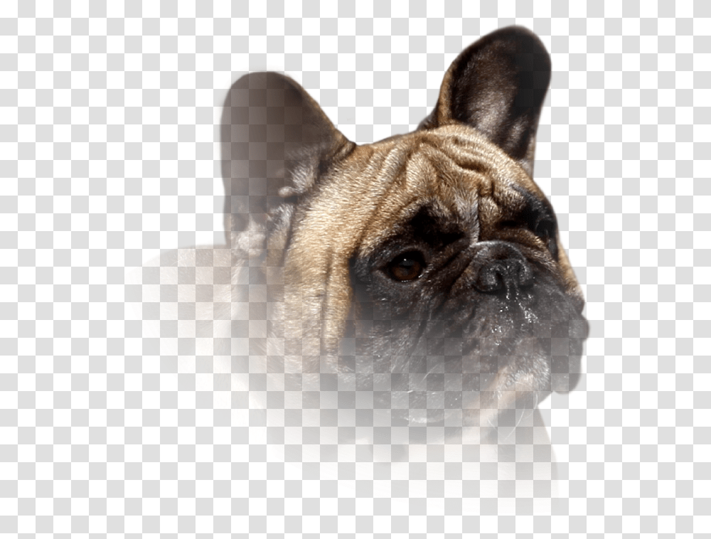 French Bulldog, Pet, Canine, Animal, Mammal Transparent Png