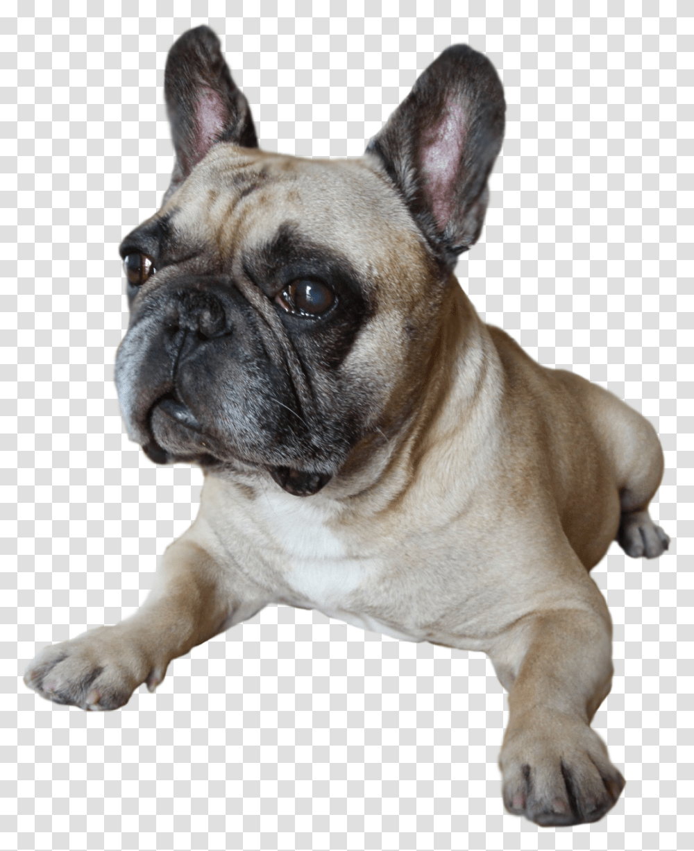 French Bulldog, Pet, Canine, Animal, Mammal Transparent Png