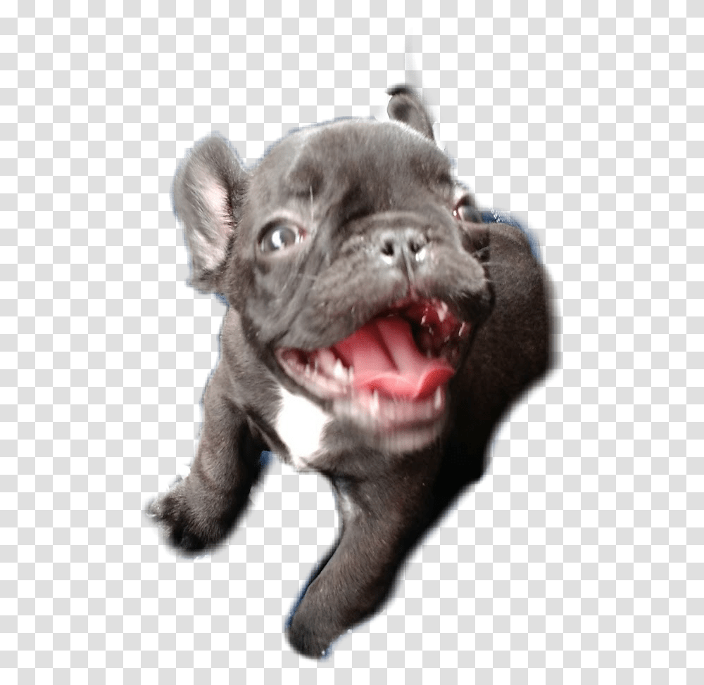 French Bulldog, Pet, Canine, Animal, Mammal Transparent Png