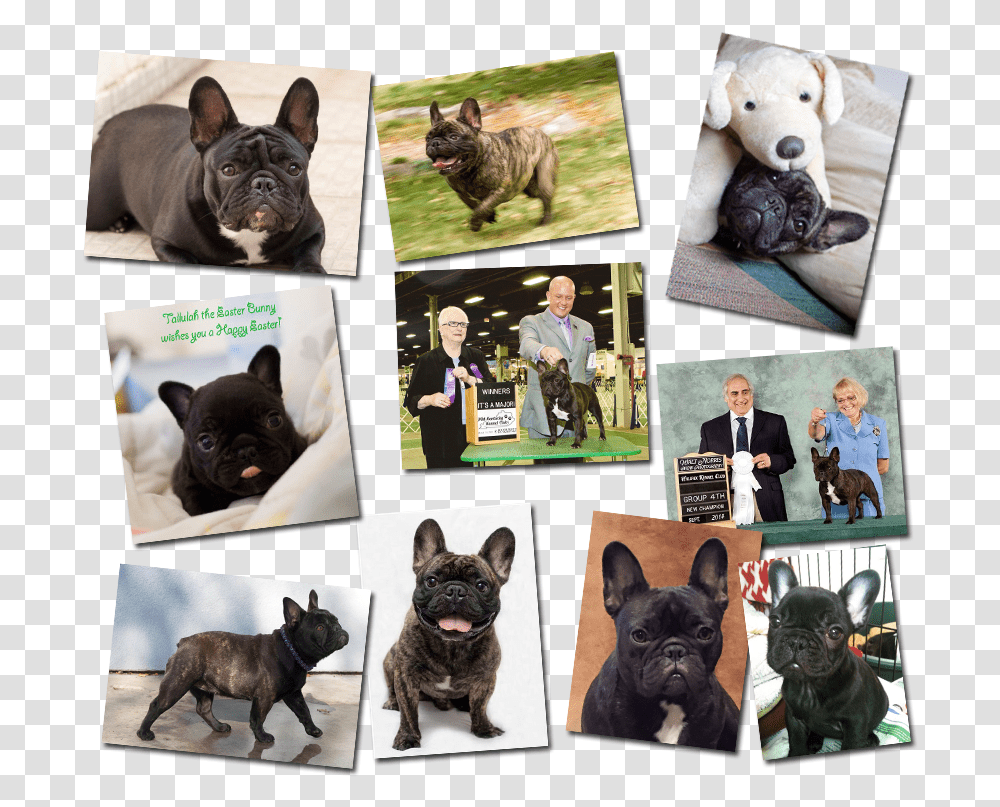 French Bulldog Pictures French Bulldog, Pet, Canine, Animal, Mammal Transparent Png