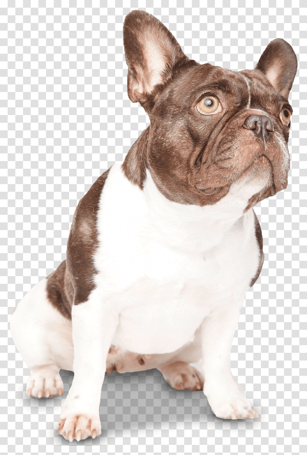 French Bulldog Puppies I Frenchie Top Quality Collar, Pet, Canine, Animal, Mammal Transparent Png