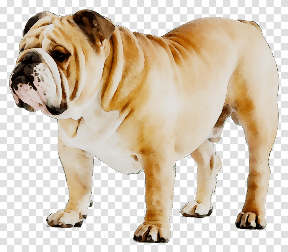 French Bulldog Puppy Dog Breed American Bulldog Bulldog Ingles, Pet, Canine, Animal, Mammal Transparent Png