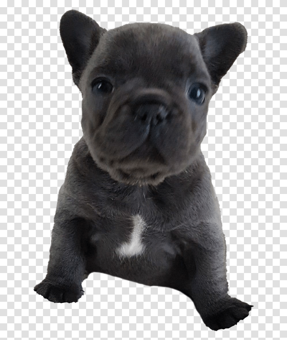 French Bulldog Puppy Free Download, Pet, Canine, Animal, Mammal Transparent Png