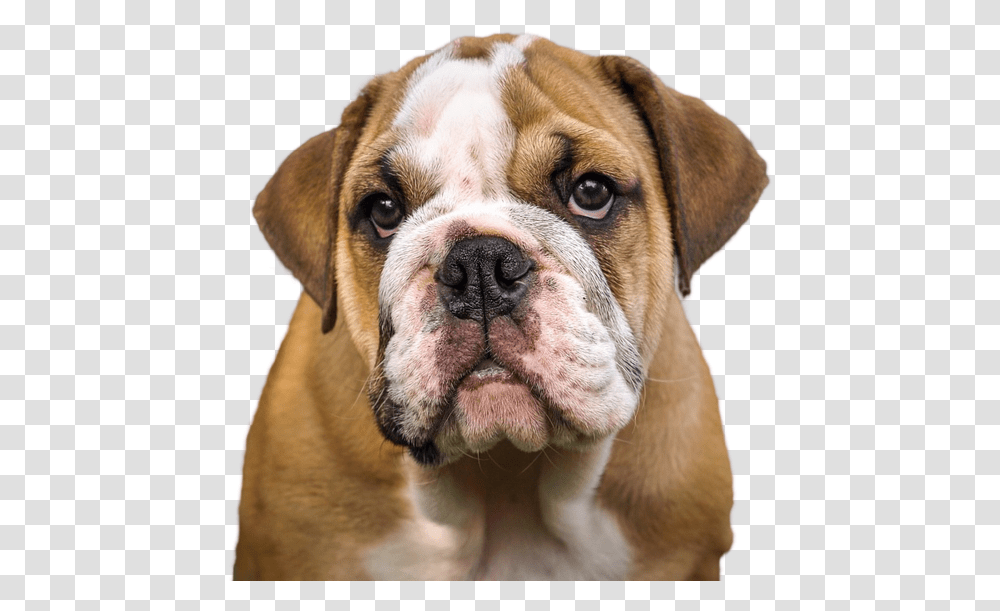 French Bulldog Valley Bulldog Olde English Bulldogge Jowls Dog, Pet, Canine, Animal, Mammal Transparent Png