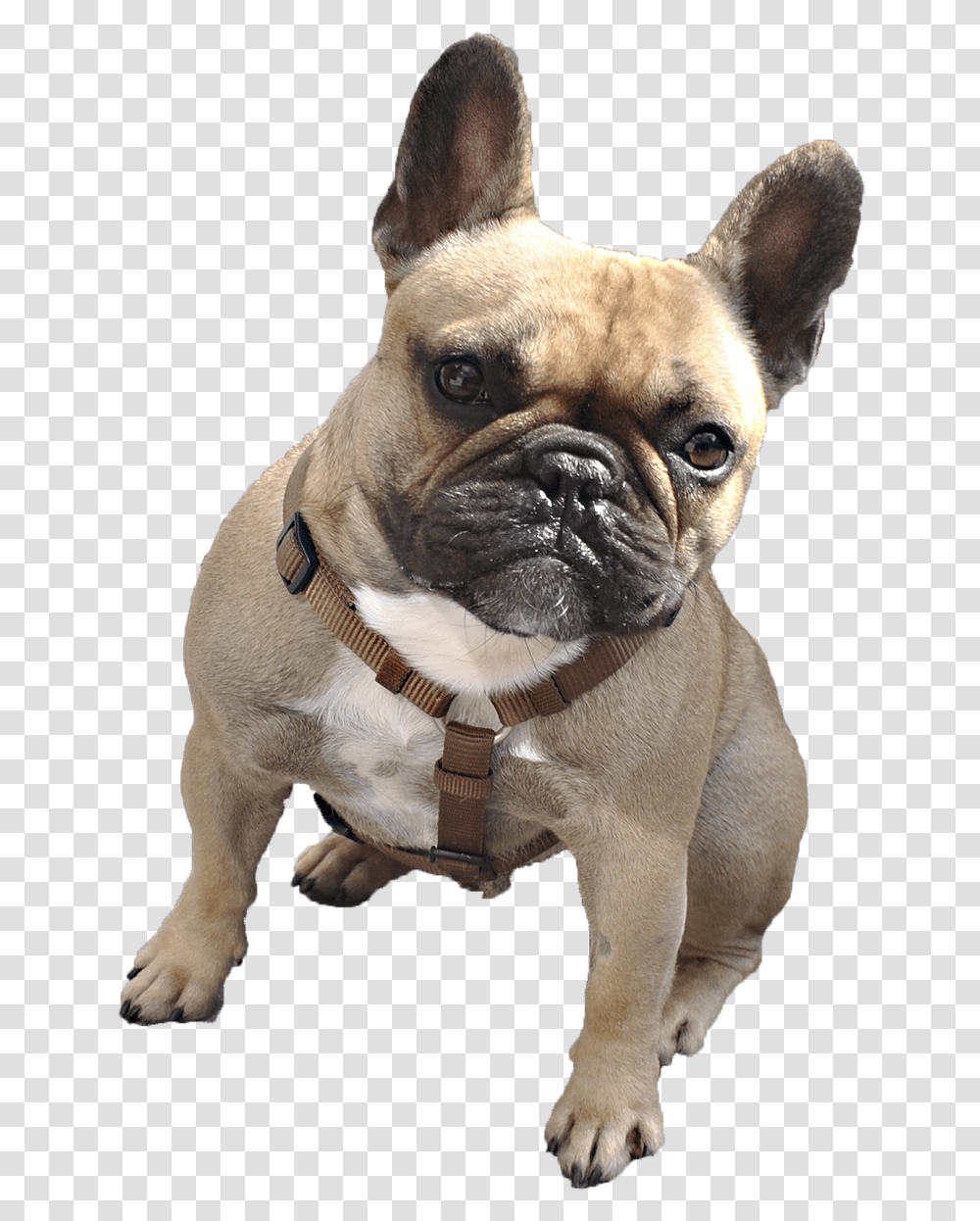 French Bulldog With Background, Pet, Canine, Animal, Mammal Transparent Png