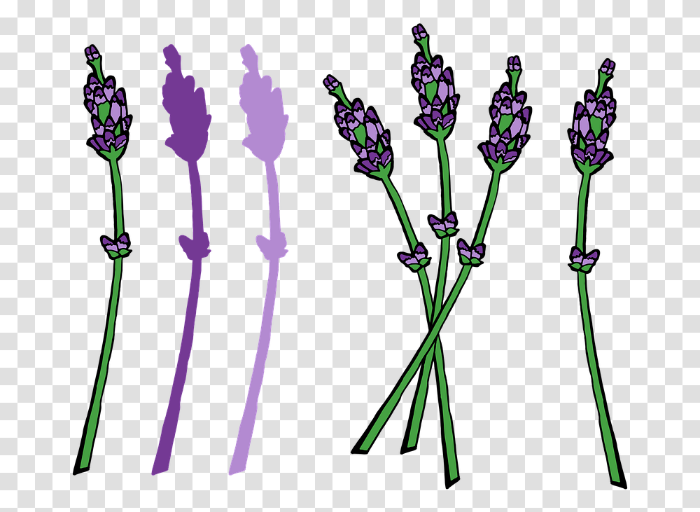 French Lavender, Plant, Bow, Flower, Blossom Transparent Png