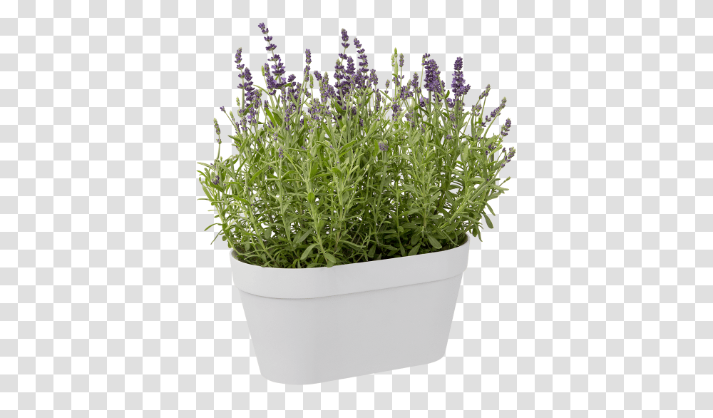 French Lavender, Potted Plant, Vase, Jar, Pottery Transparent Png