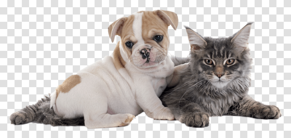 Frenchie Puppy And A Kitten, Pet, Animal, Dog, Canine Transparent Png
