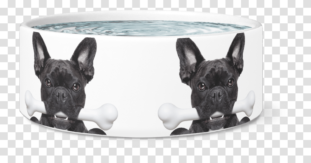 Frenchie With A Bone Dog Bowl French Bulldog, Pet, Canine, Animal, Mammal Transparent Png