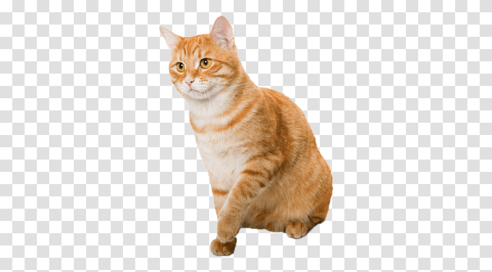 Frequently Asked Questions Arabian Mau, Manx, Cat, Pet, Mammal Transparent Png