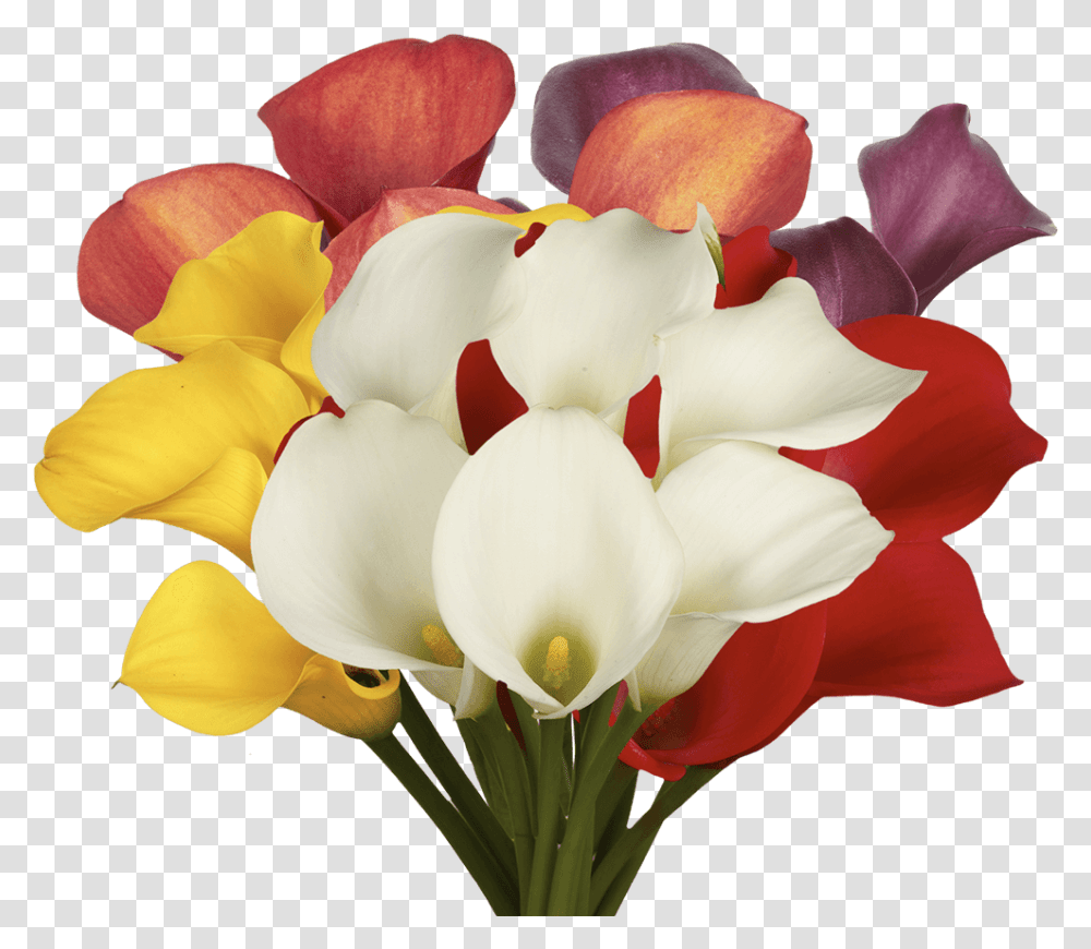 Fresh Assorted Color Calla Lilies Giant White Arum Lily, Plant, Flower, Blossom, Rose Transparent Png