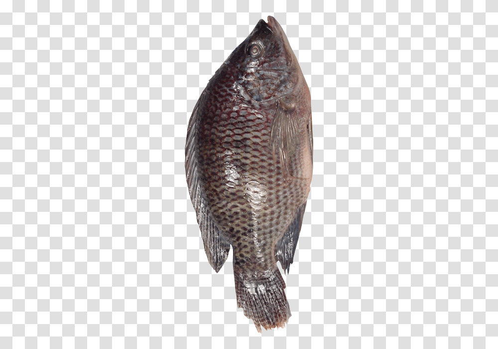 Fresh Basacatfishpangasius Bocourti From Vietnam, Animal, Sea Life, Bird, Invertebrate Transparent Png