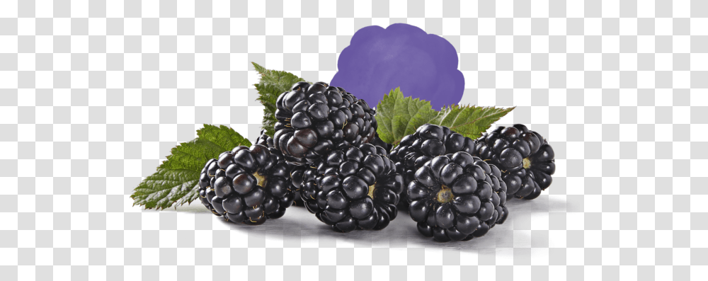 Fresh Berries Blackberry, Plant, Fruit, Food, Raspberry Transparent Png