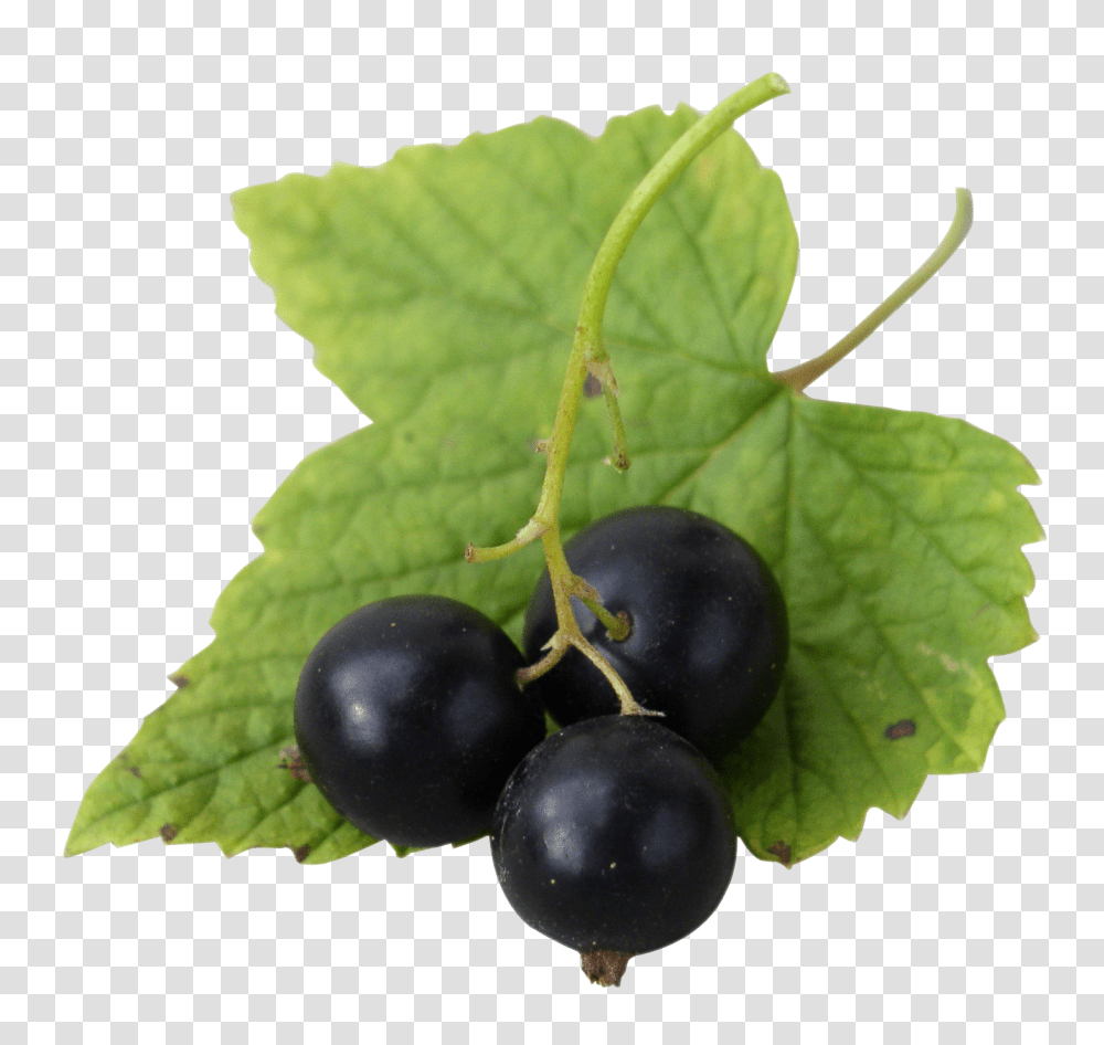 Fresh Black Currants Image, Fruit, Plant, Food, Blueberry Transparent Png