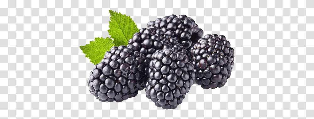 Fresh Blackberries Black Berries, Plant, Fruit, Food, Raspberry Transparent Png