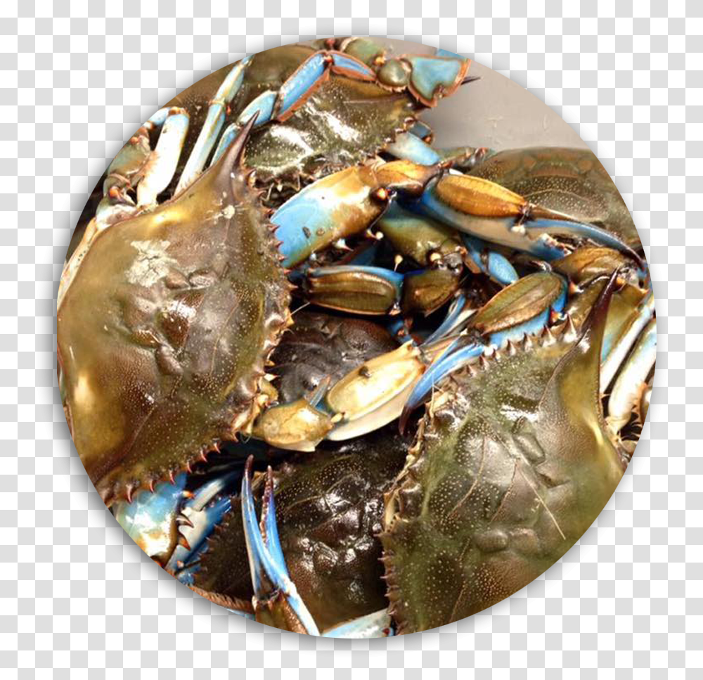 Fresh Blue Crabs Daily Dungeness Crab, Seafood, Sea Life, Animal, Meal Transparent Png