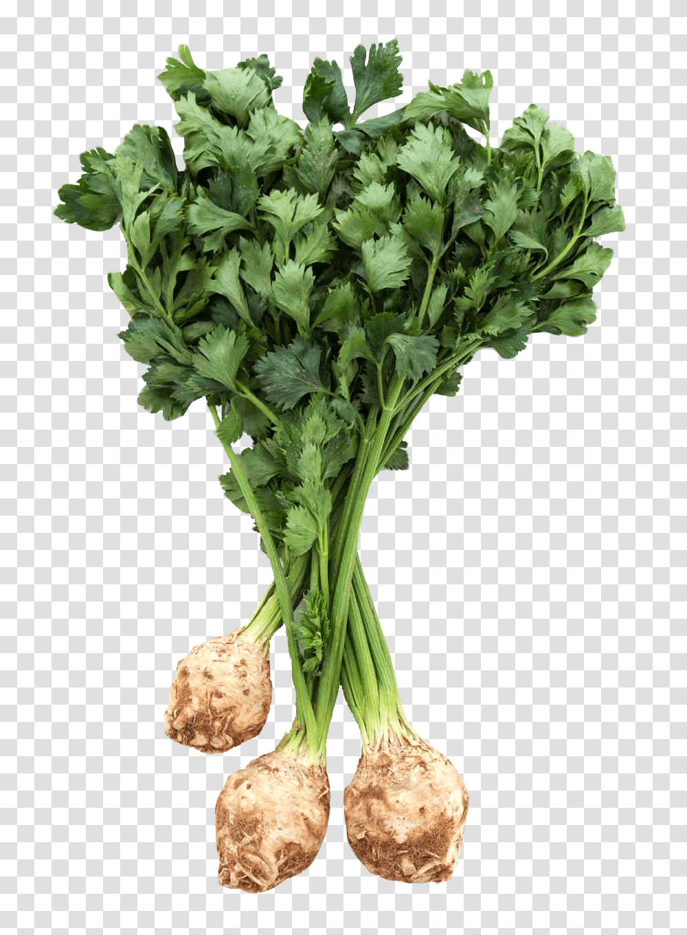 Fresh Celery Root With Leaves Image, Vegetable, Plant, Vase, Jar Transparent Png