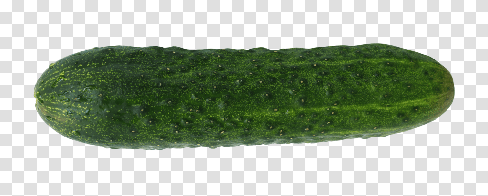 Fresh Cucumber Image, Fruit, Plant, Vegetable, Food Transparent Png