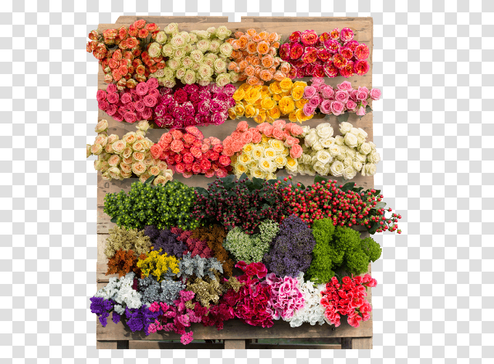 Fresh Cut Flowers, Plant, Blossom, Flower Arrangement, Flower Bouquet Transparent Png