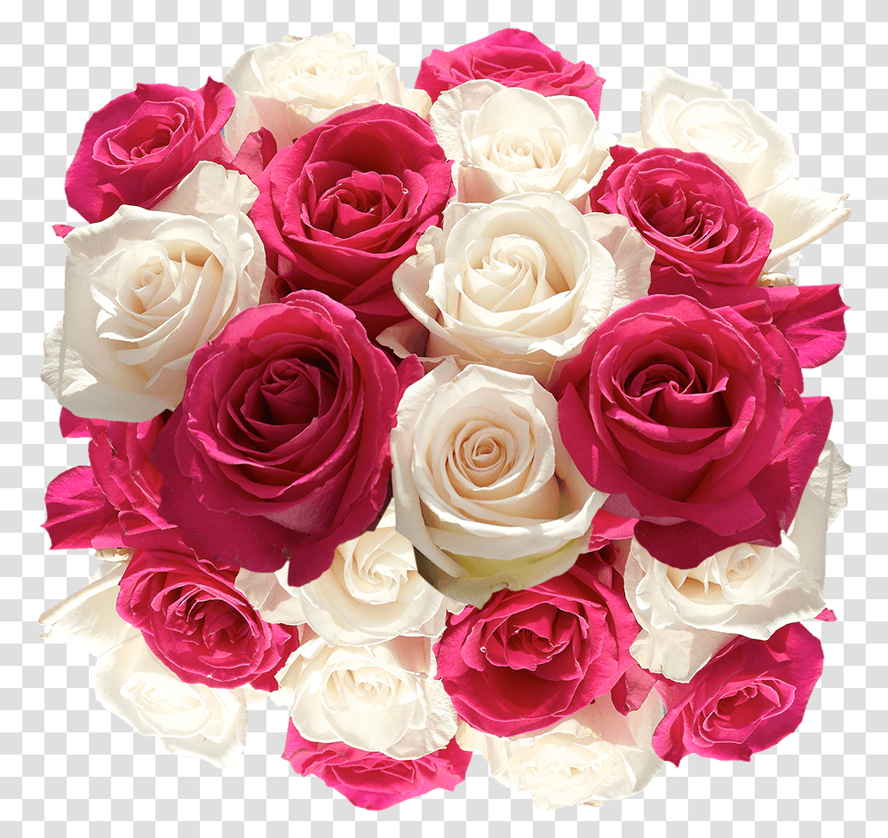 Fresh Cut Roses Hot Pink And White Blooms Garden Roses, Plant, Flower, Blossom, Flower Bouquet Transparent Png