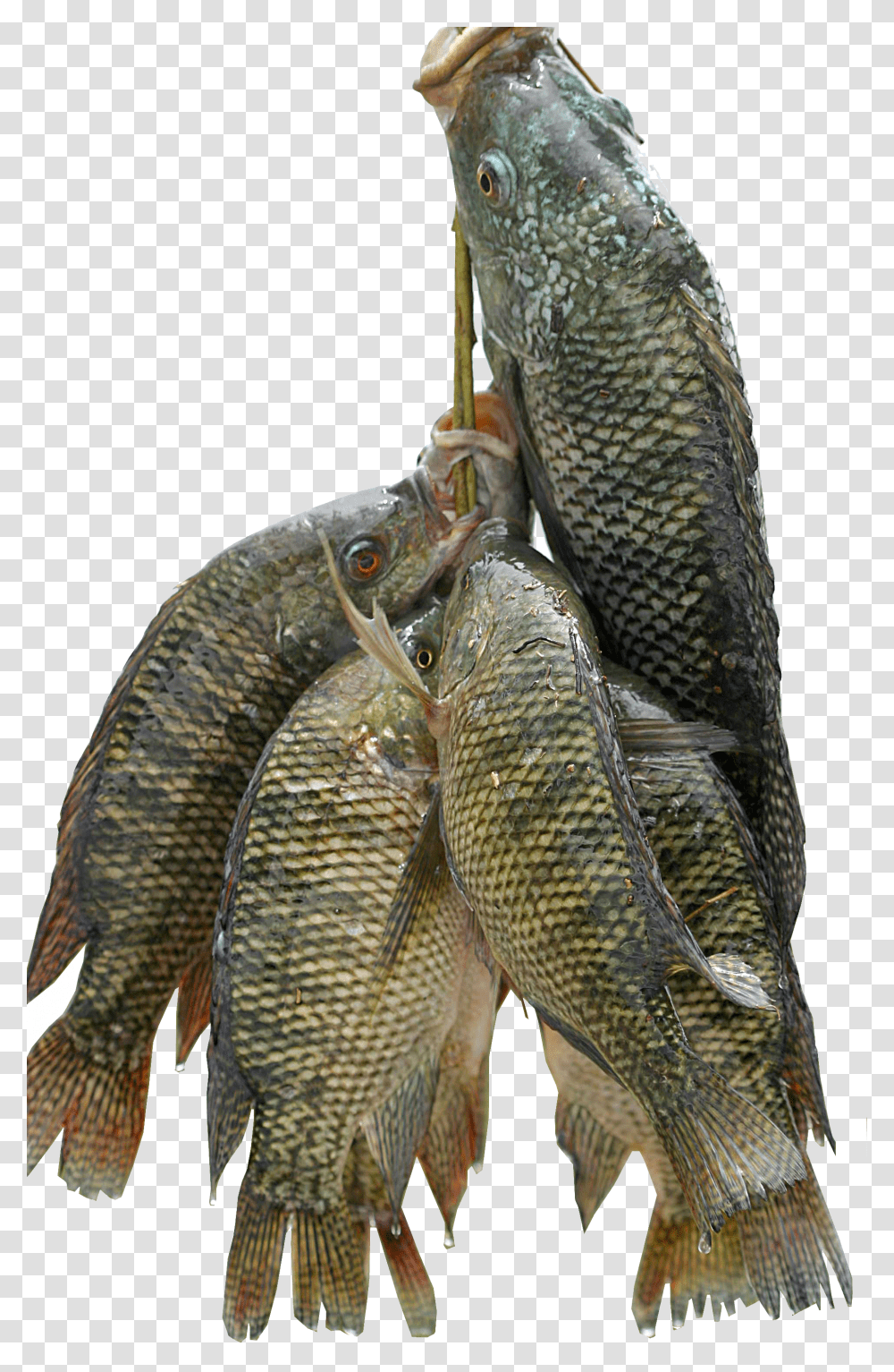 Fresh Fish Does Tilapia Taste Like Transparent Png