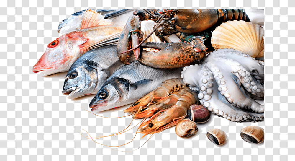 Fresh Fish Download Fresh Fish, Sea Life, Animal, Seafood, Clam Transparent Png
