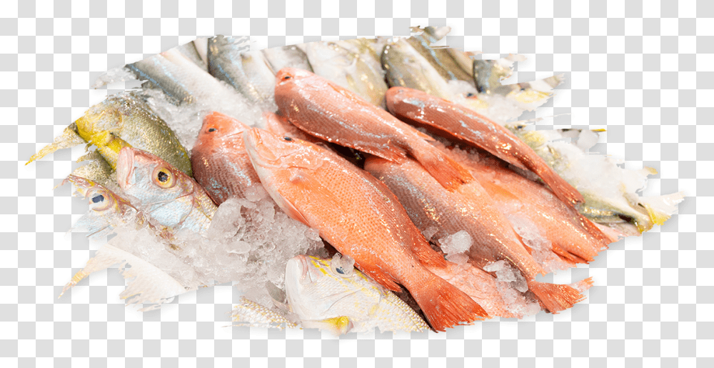 Fresh Fish, Lobster, Seafood, Sea Life, Animal Transparent Png