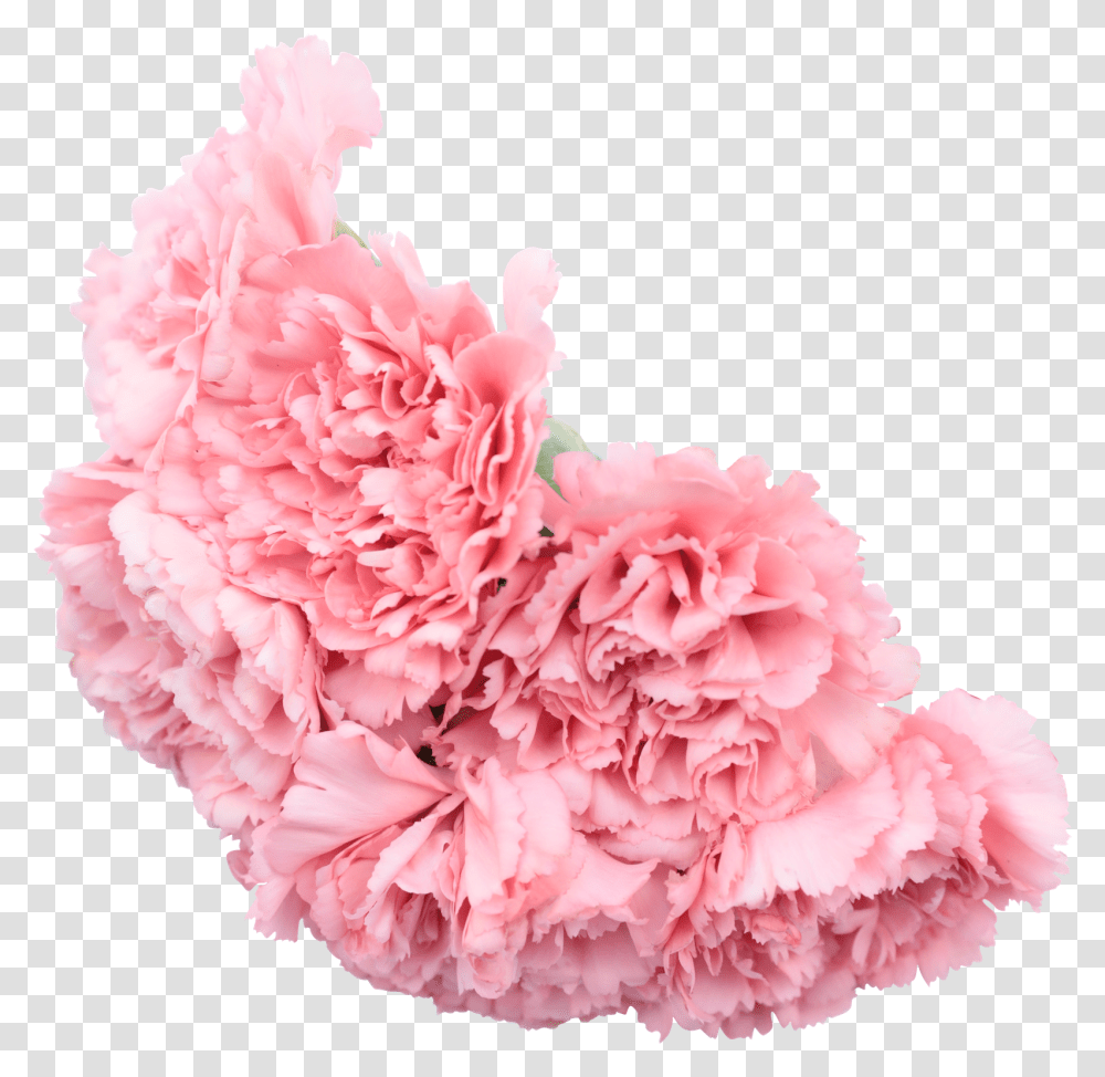Fresh Flower Bouquet Cut Out Photos By Canva Chinese Peony, Plant, Carnation, Blossom Transparent Png